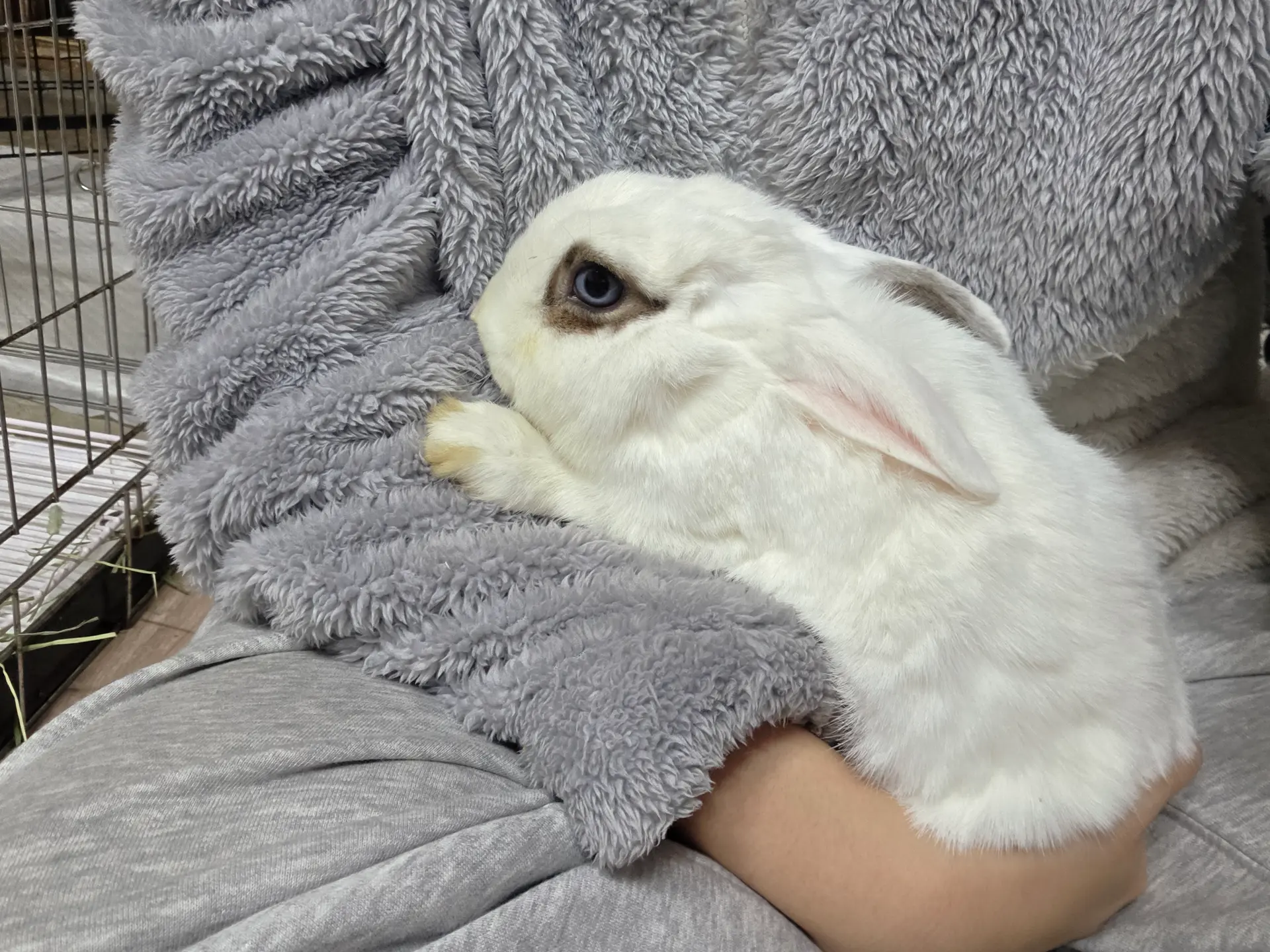 사랑이 사진 1