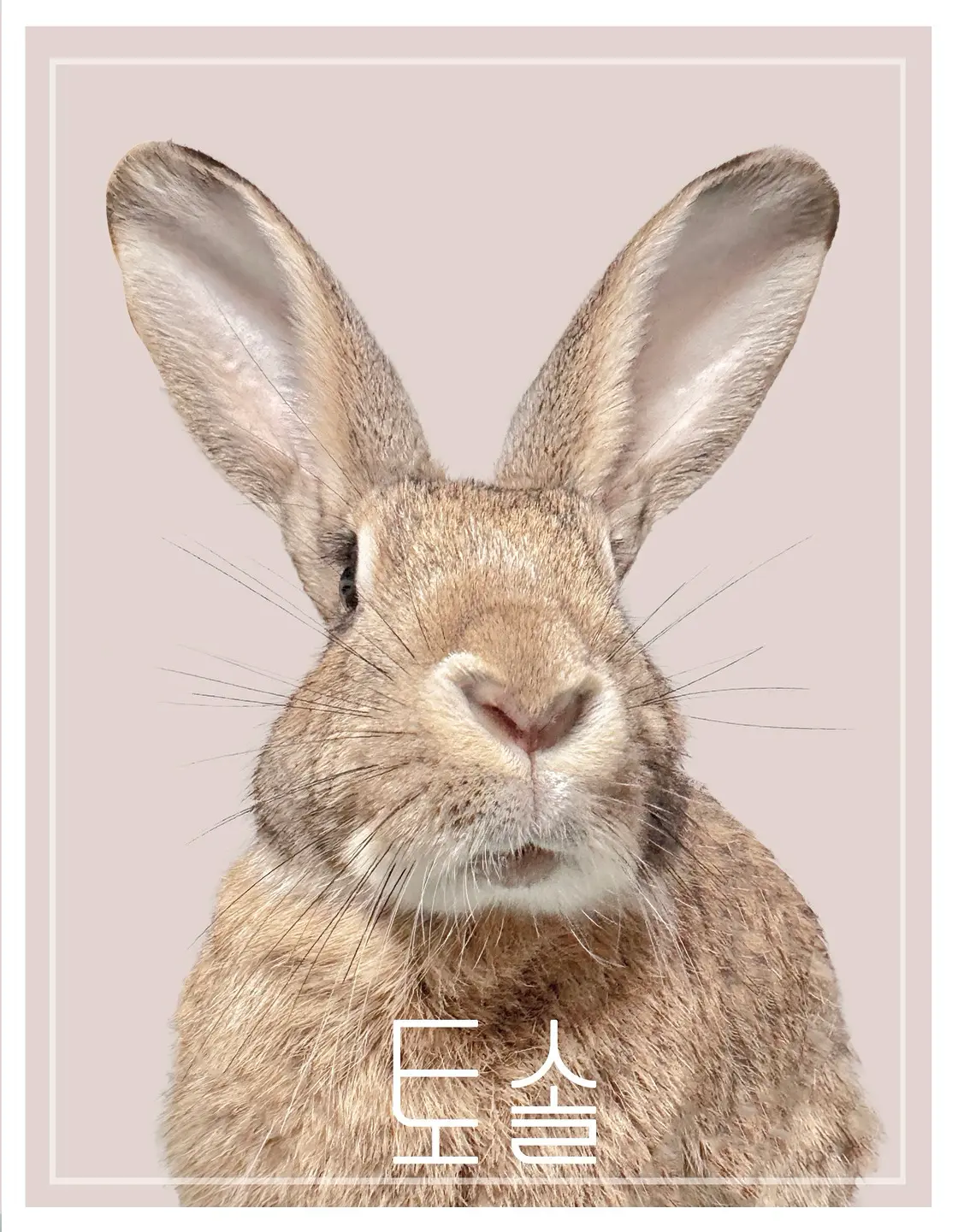 토솔 사진 1